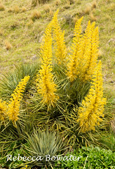 NZ Flora. Aciphylla Speargrasses, Spaniards