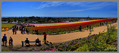 Flower Fields - Carlsbad, California