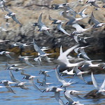Arctic Terns 'dreading' at the Skerries - by Sea Kayaking Anglesey