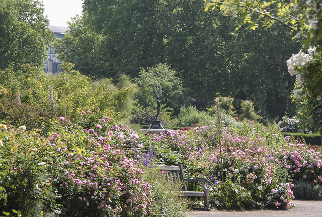 Rose garden - Hyde Park Corner