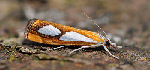 1313 Catoptria pinella Blean Woods by Kinzler Pegwell