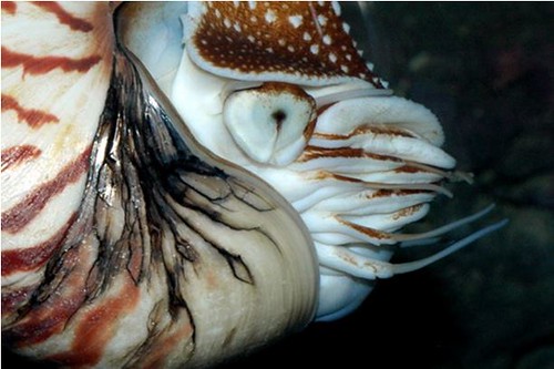05、鸚鵡螺的腕數目眾多，且不具吸盤，迥異於其他現生的頭足類。圖片作者：李坤瑄。