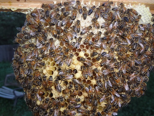 2013.08_bees brood