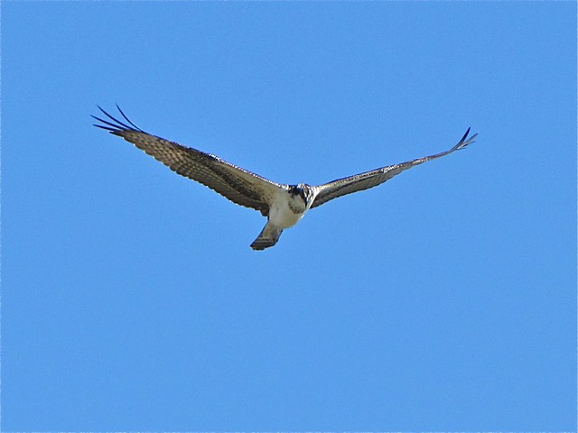 Osprey at White Oak Park in Bloomington, IL