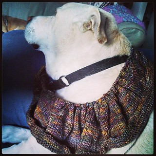 Curve shaped! Just Enough Ruffles #scarf Zeus was not thrilled to model #knitstagram #dogstagram Ruffle shaping next...