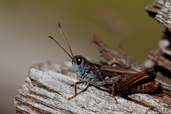 Orthoptera of Finland