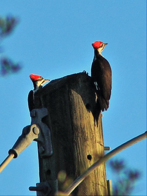 Pileated Woodpecker pair 2-20131208