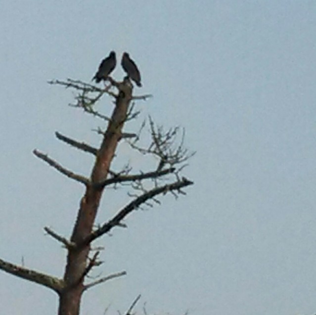 Two Vultures Hanging Out