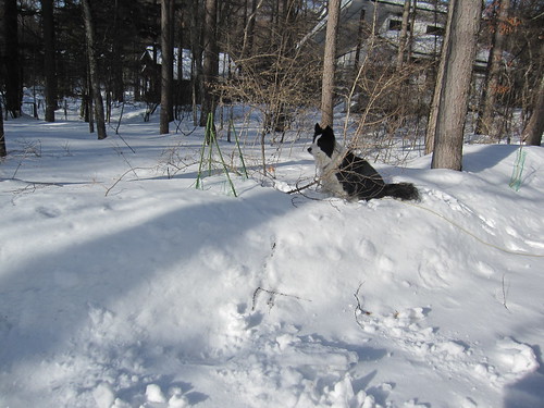 ランディは雪の壁に乗って雪掻きを見学 by Poran111