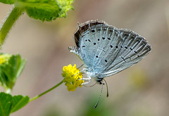 Provencal Short Tailed Blue
