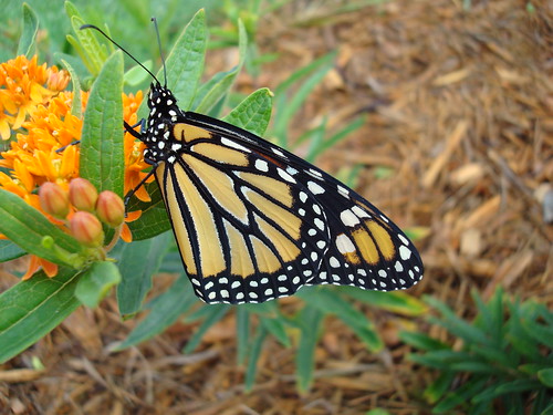 This is a close up view of a Monarch butterfly on a butterfly weed plant. Monarchs and caterpillars are regulars at the Cranberry Mountain Nature Center Native Plant and Pollinator Garden in Richwood, WV. U.S. Forest Service photo by Rosanna Springston.