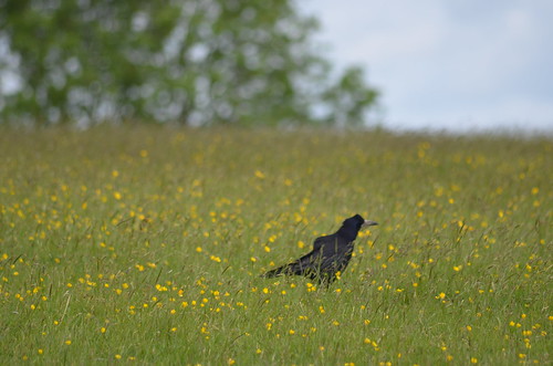 Rook (Corvus frugilegus), the Crow that's Not a Crow by Sheri Fresonke Harper