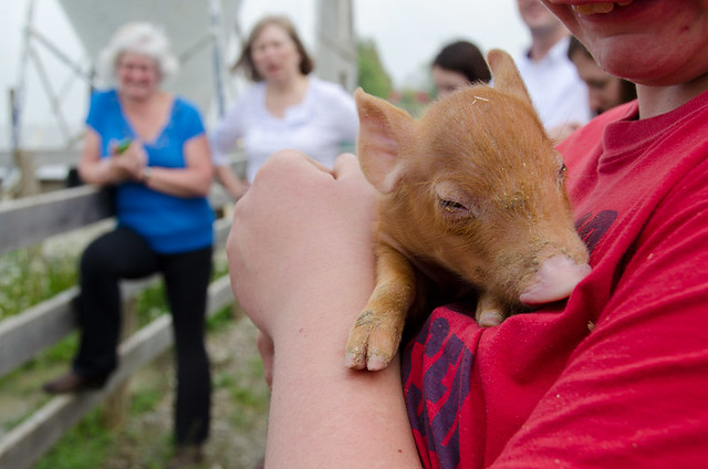 A young piglet at the Perth Pork family farm. A foodie Day Trip from Toronto