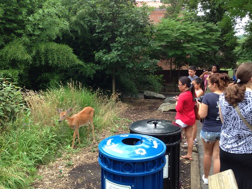 Stray wild deer in National Zoo
