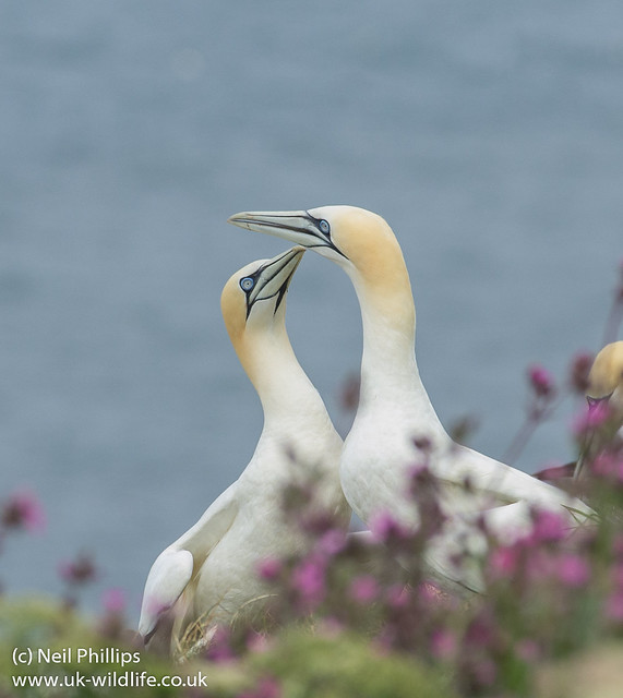 Courting gannets 3