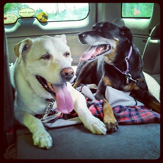 Heading home from the vet #dogstagram #carride #happydog #smile #dobermanmix #labmix #bigdog