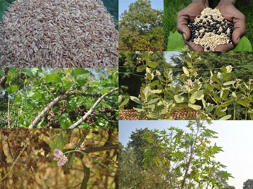 Promising Medicinal Rice Formulations for Pancreas Revitalization and Cancer and Diabetes Complications (TH Group-125) from Pankaj Oudhia’s Medicinal Plant Database by Pankaj Oudhia