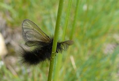 Andorra - Butterflies,Moths & Insects