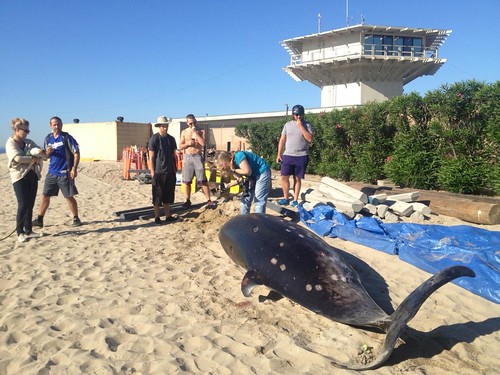 Beached Whale Venice Beach 10-16-13
