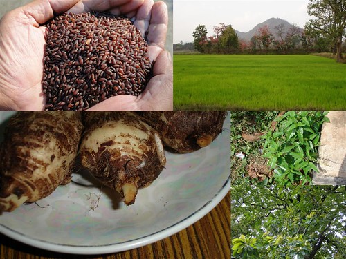 Validated and Potential Medicinal Rice Formulations for Diabetes (Madhumeha) and Cancer Complications and Revitalization of Kidney (TH Group-156) from Pankaj Oudhia’s Medicinal Plant Database by Pankaj Oudhia