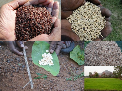 Validated and Potential
Medicinal Rice Formulations for Diabetes mellitus Type 2 and Leukemia
Complications (TH Group-202) from Pankaj Oudhia’s Medicinal Plant
Database