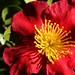 Red Camellia Flowers - 5