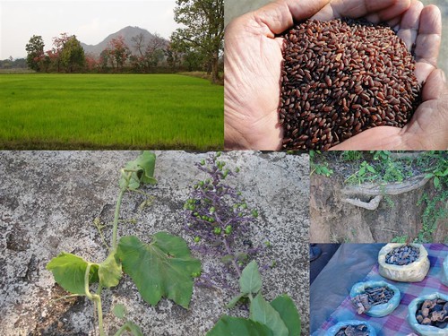 Validated and Potential Medicinal Rice Formulations for Hypertension and/with Diabetes mellitus Type 2 Complications (TH Group-270) from Pankaj Oudhia’s Medicinal Plant Database by Pankaj Oudhia