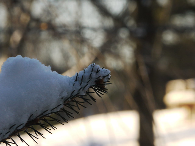 snow on pine tree branch - f22