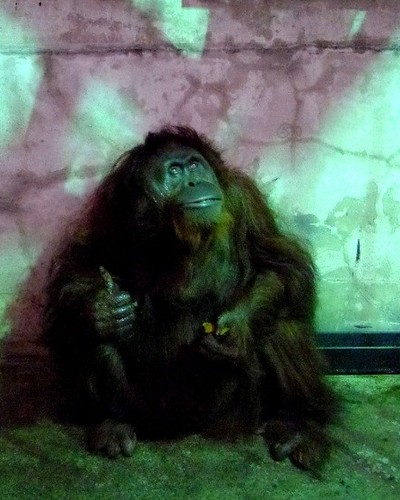紅毛猩猩小愛吃晚餐時在籠舍內發呆。