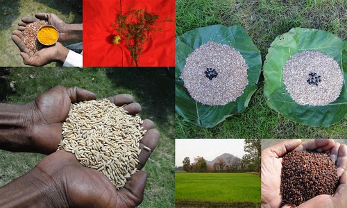 Validated and Potential Medicinal Rice Formulations for High Blood Pressure (उच्च रक्तचाप) with Diabetes mellitus Type 2 (डायबीटीज) Complications (TH Group-338 special) from Pankaj Oudhia’s Medicinal Plant Database by Pankaj Oudhia
