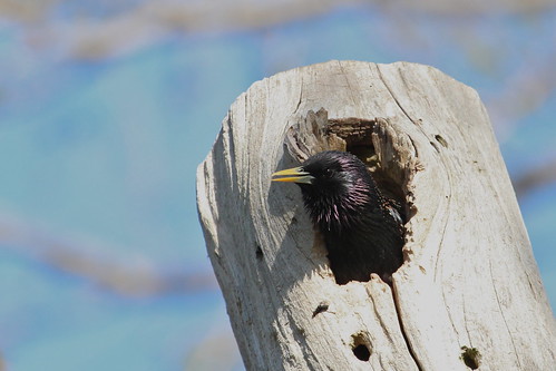 Starling in a hole by ricmcarthur