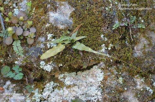 Walking Fern - Asplenium rhizophyllum