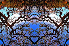 Abstract: Trees