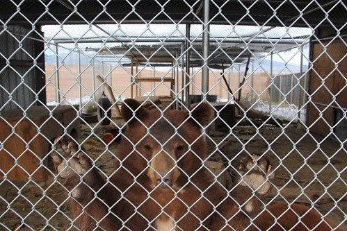 All grown up and ready to go.  One of two orphaned black bear cubs peers out of his pen at the NWRC Utah field station.  The rehabilitated bears were recently released back into the wild in Utah. Photo by USDA Wildlife Services
