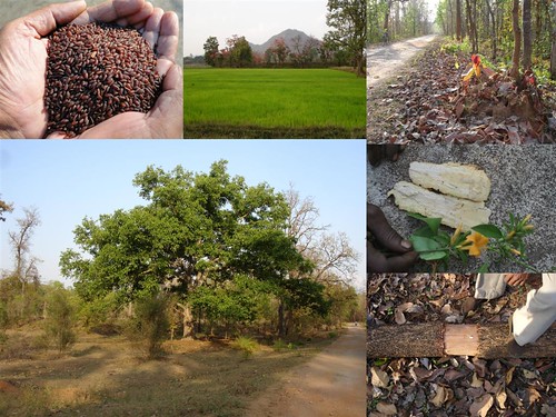 Validated and Potential Medicinal Rice Formulations for Diabetes (Madhu Prameha) and Cancer Complications and Revitalization of Kidney (TH Group-178) from Pankaj Oudhia’s Medicinal Plant Database by Pankaj Oudhia