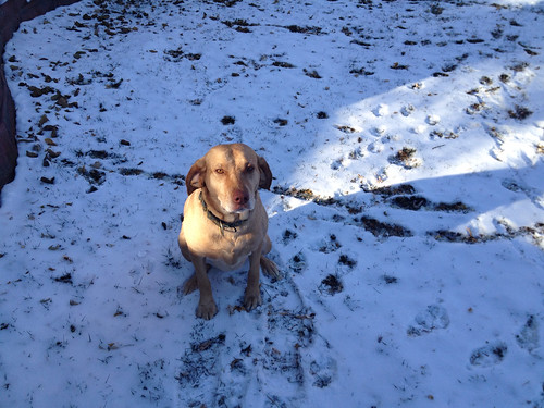 Ginger in snow