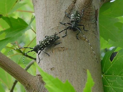 Asian Longhorn Beetle Pictures 104
