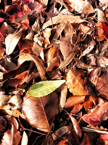 Green in autumn by jeffwc00