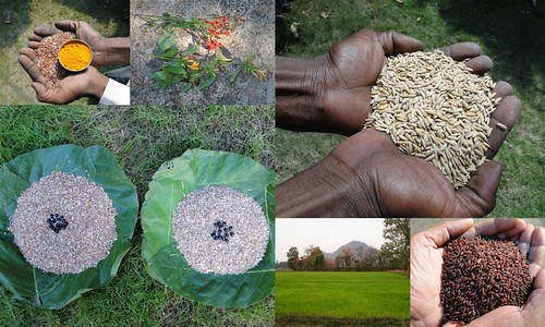 Validated and Potential Medicinal Rice Formulations for Hypertension (उच्च रक्तचाप) with Diabetes mellitus Type 2 (मधुमेह) Complications (TH Group-320 special) from Pankaj Oudhia’s Medicinal Plant Database by Pankaj Oudhia