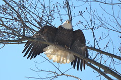 Eagle Watching 2014-01-25