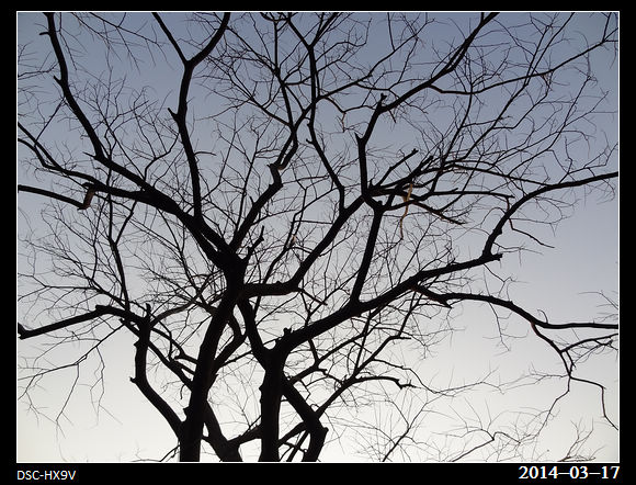 20140317_Tree
