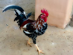Roosters of Kauai