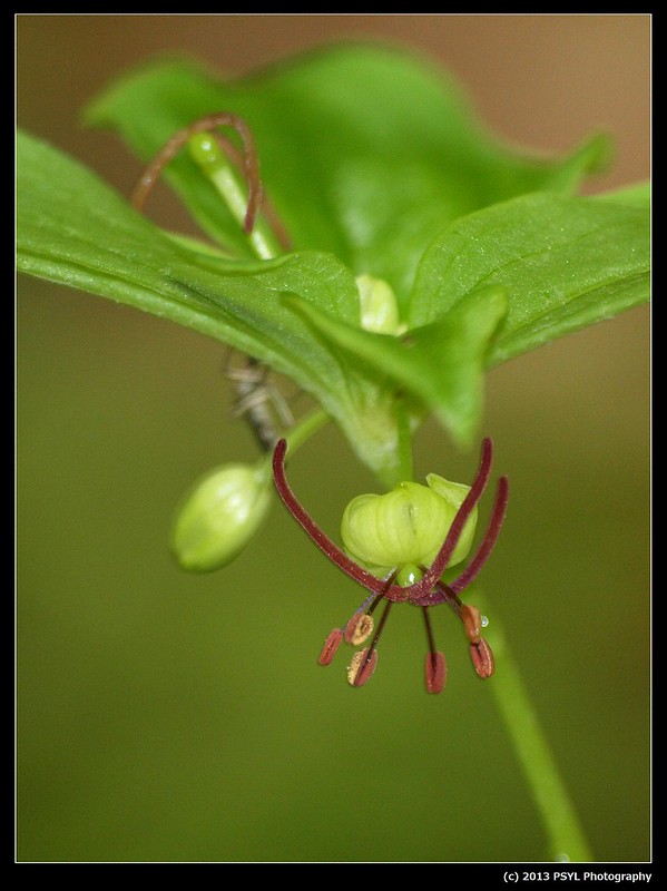 Indian cucumber-root (Medeola virginiana)