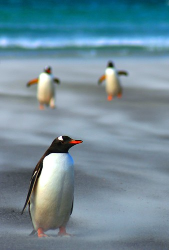 gentoo penguins, Falkland Islands by Eco-shout