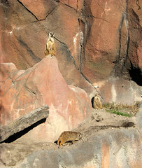 Virginia Zoo Meerkat 03-09-2008