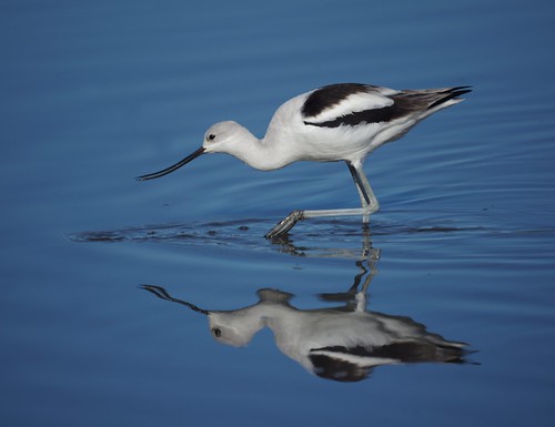 American Avocet by Mike's Birds