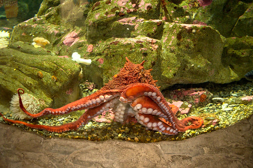 Giant Pacific Octopus - Darktable Edit
