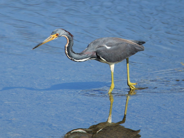 Tricolored Heron actively foraging 2-20140125