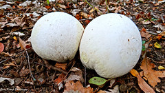 Mushrooms/Lichens