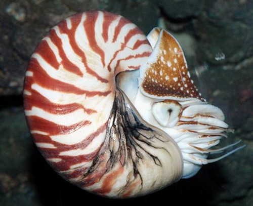 鸚鵡螺是真正具有外殼的頭足類，構造原始，有活化石之稱。圖片作者：李坤瑄。
